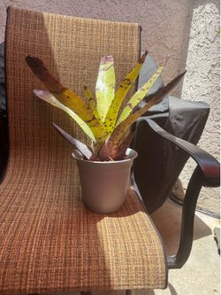 Neoregelia Carcharodon  “Tiger” Bromeliad