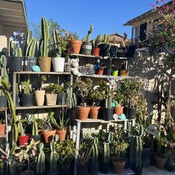 Succulent’s And Cactus , Aloe Vera Plant SALE 1 dlrs UP
