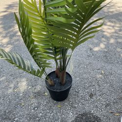 Plant