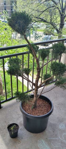 15 gallon cloud juniper