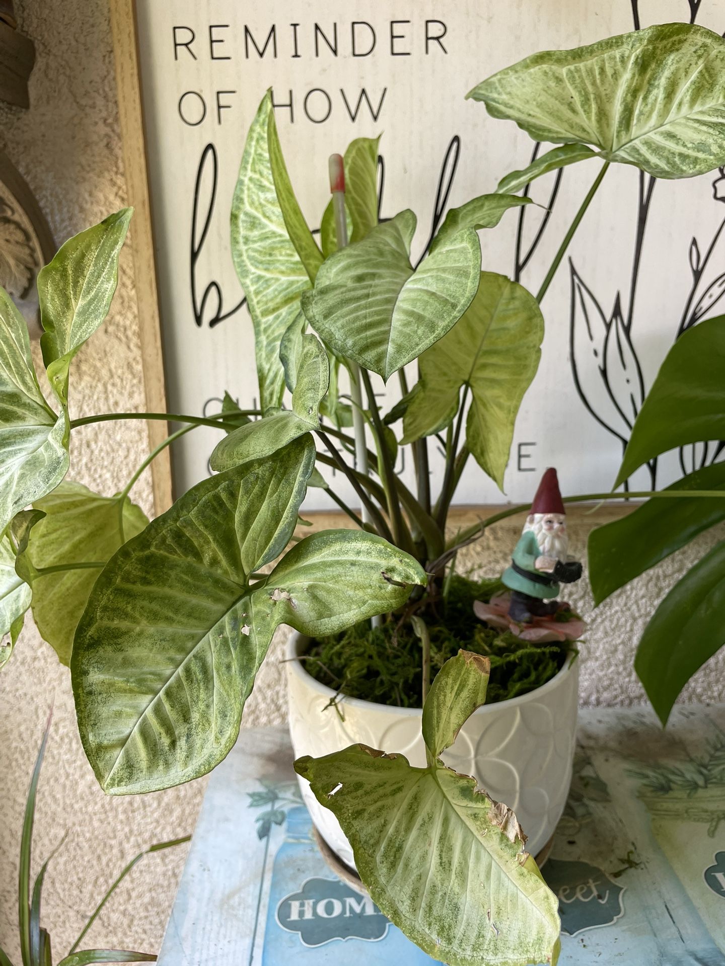 Bonita Planta Natural A Buen Presio A $20