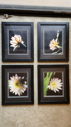Rare flower/cactus photographs (price per picture)