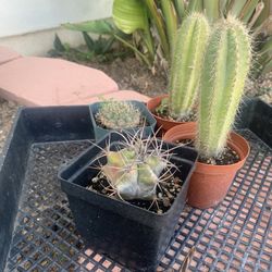 4 3.5”-4” Cacti Bundle 