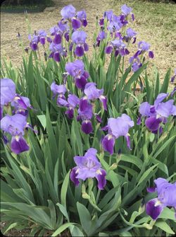 Light Purple Iris 