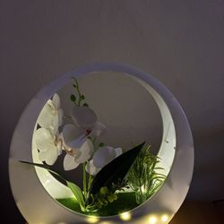 White orchid in glowing LED sphere Lamp