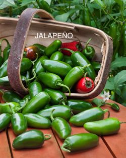 PEPPER PLANTS 💯 ORGANIC BRED & GROWN HERE TO PRODUCE IN OUR CLIMATE