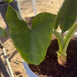 Colocasia