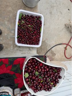 Cherries for sale