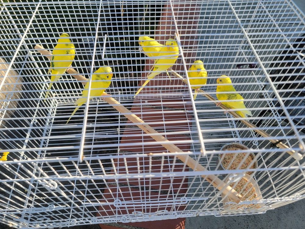 Bird Cage