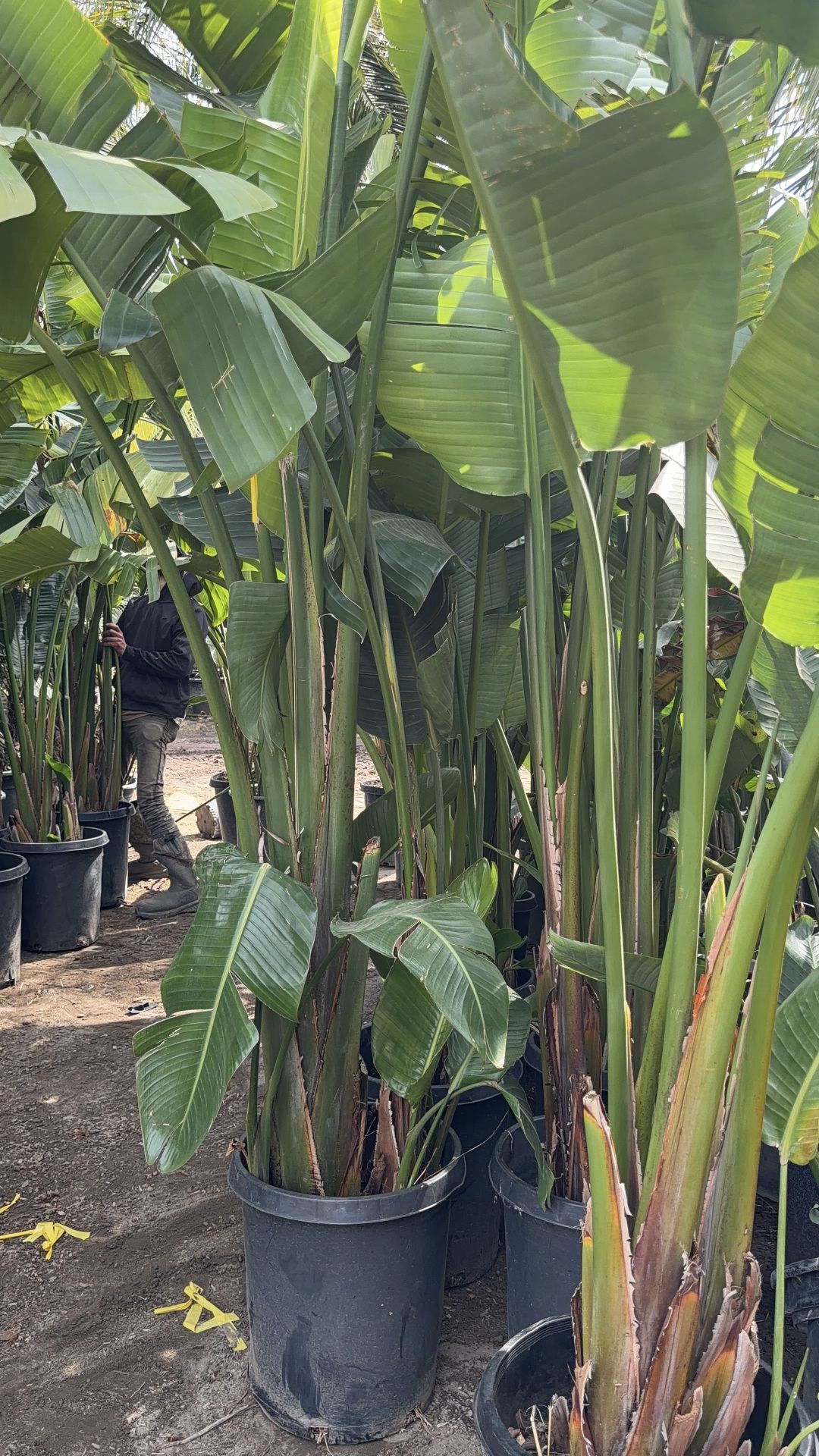 Giant birds of paradise
