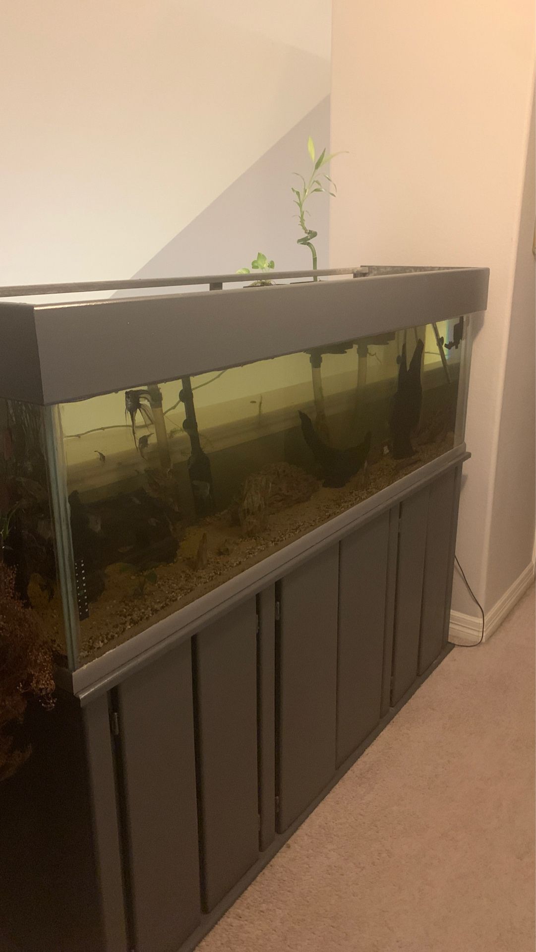 (72x18x21) 125 gallon fish tank/angel fish