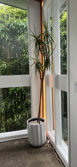 Indoor plant 7ft
