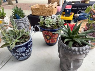 Many succulents