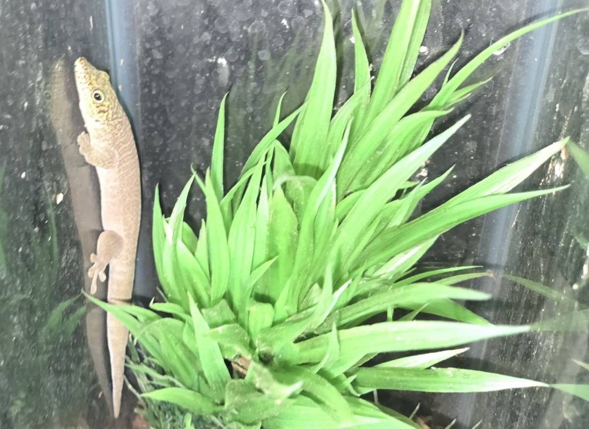 Reptile Setup