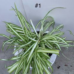 #1- Spider Plants 