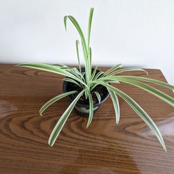 Variegated Spider Plant 