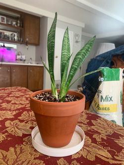 Snake plant 🪴