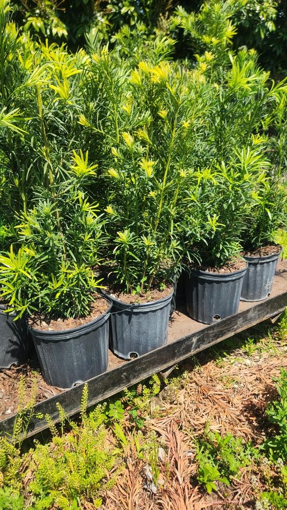 Beautiful Podocarpus Plants For Privacy!!! Excellent For Hedge!!! Fertilized