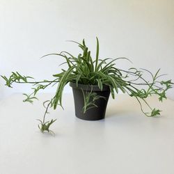 Healthy Spider Plant