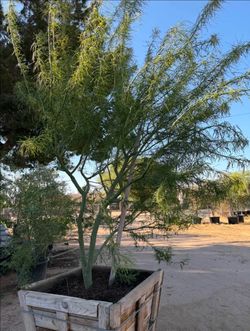 Palo Verde Arbol