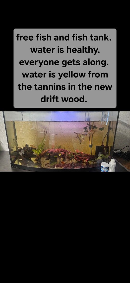 Free Fish And Fish Tank