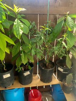 Arbol de aguacate.$50 cada uno .Arbol de durazno $40 .00