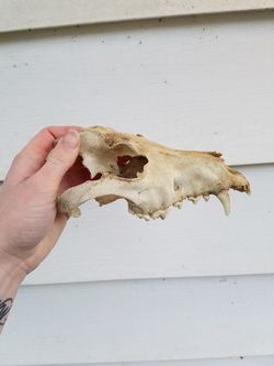 Partial Coyote (or dog) Skull