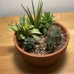 Lush succulent Garden W/ Terra Cotta Pot