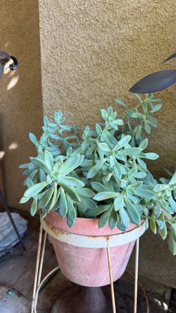Pot of succulents