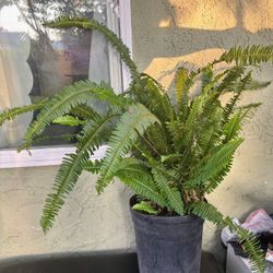 Fern Plant 