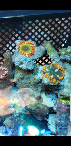 Coral frags
