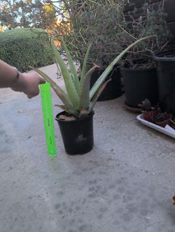 Aloe Plant 10