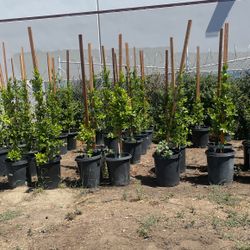 Ficus Plants