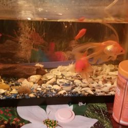 fish tank with 4 fishes