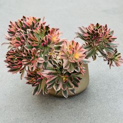 Succulents plants 🪴 （Aeonium 'Sweet Tea'）