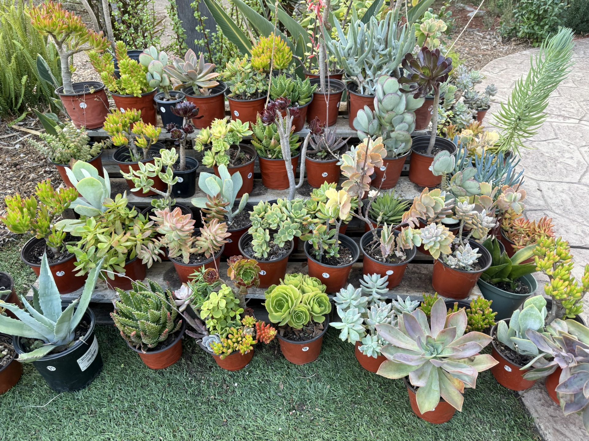 Variety Of Succulents Plants 