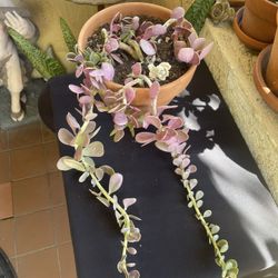 Trailing Jade Succulent Plant