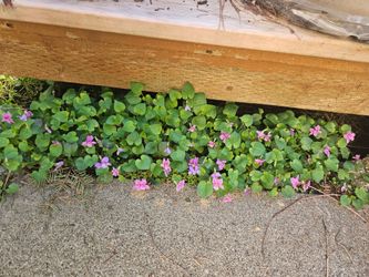 Sweet violet -viola odorata