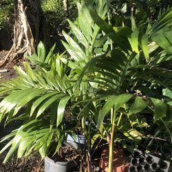 Beautiful Glucia & Other Flourish Plants 