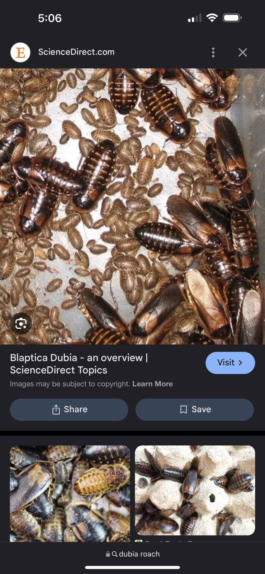 Dubia Roaches