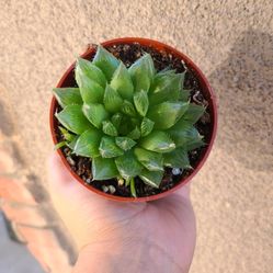 Haworthia Succulent 