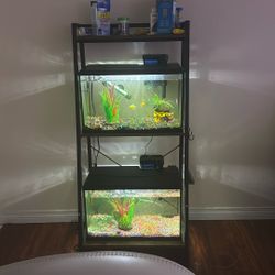 Glofish & Aquarium With Stand