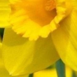 Daffodil, Live Plant 