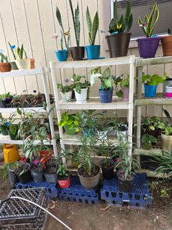 Inside and Outside Plants