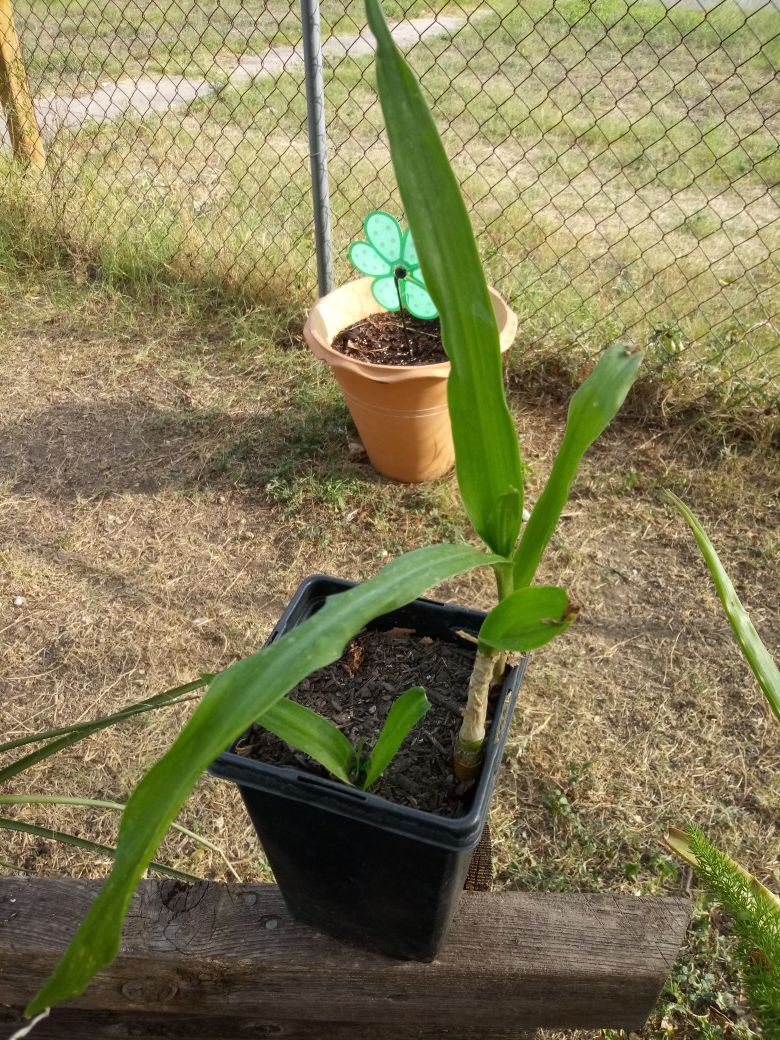 Lily plants in small pot
