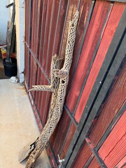 $35 Dried up 2 Saguaro, one is 6’ and the other one is 5’ tall and 2 pices 2” long of petrified wood