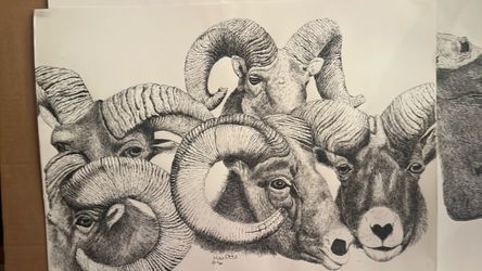 Rams