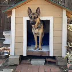 Dog House
