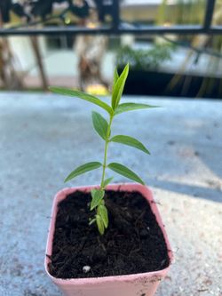 Swamp milkweed seedling