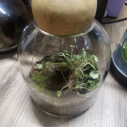Terrarium 
